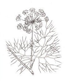 Укроп раскраска