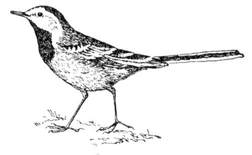 Птица трясогузка раскраска