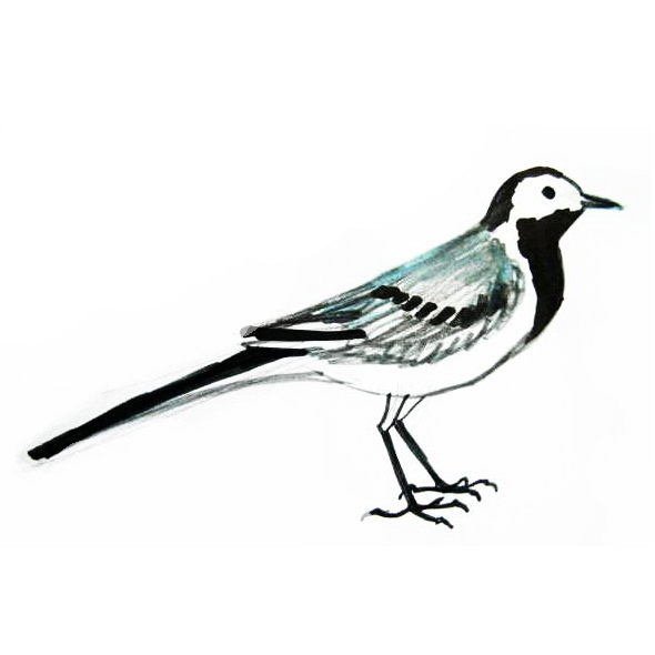 Трясогузка контур