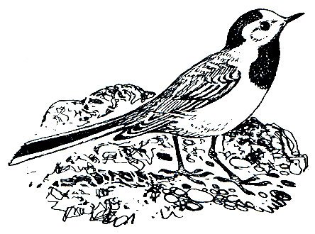 Трясогузка раскраска