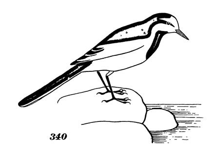 Трясогузка раскраска для детей