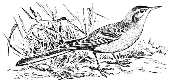 Трясогузка контур