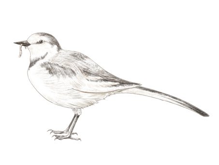 Трясогузка раскраска для детей