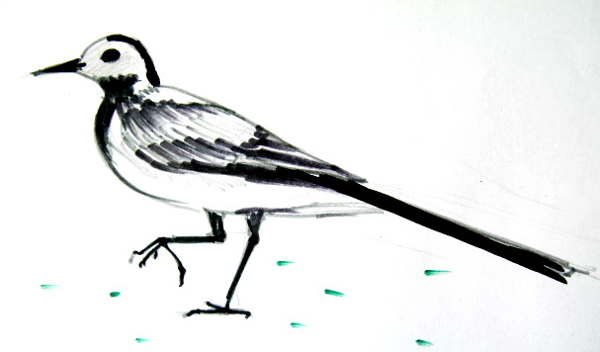 Трясогузка раскраска