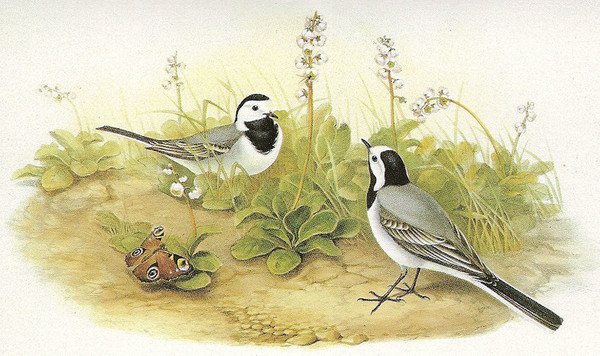 Трясогузка пришвин