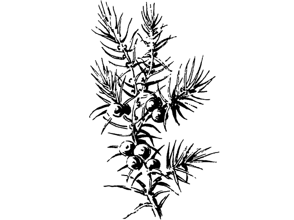 Можжевельник контур