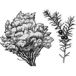 Можжевельник казацкий рисунок кустарник