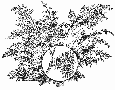 Можжевельник черно белый рисунок (35 фото)