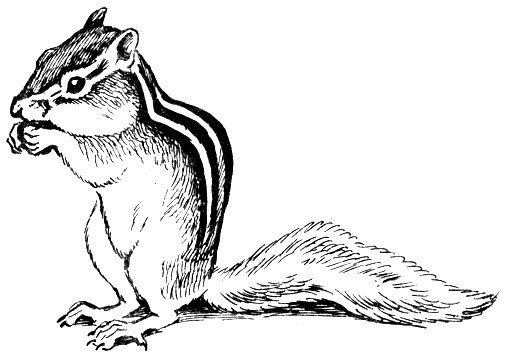 Стилизованное изображение белки