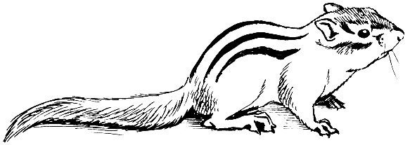 Бурундук раскраска для детей