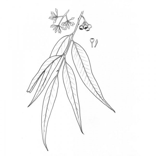 Эвкалипт рисунок