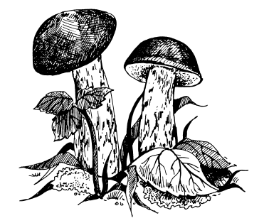 Подберезовик черно белые