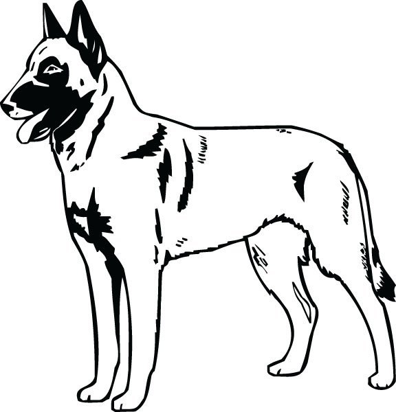 Бельгийская овчарка малинуа