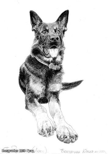 Восточно-европейская овчарка силуэт