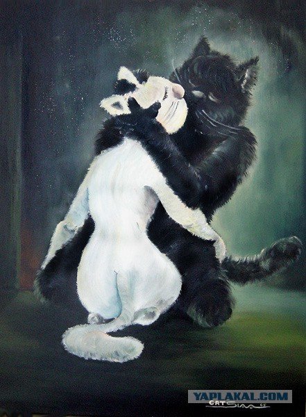 Черный и белый кот обнимаются