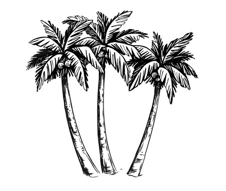 Три пальмы раскраска