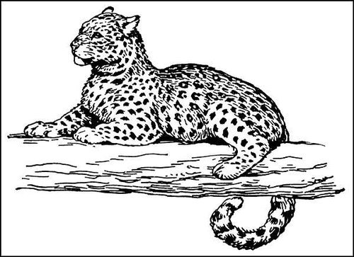 Раскраска леопард