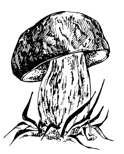 Чёрно-белая Графика грибы