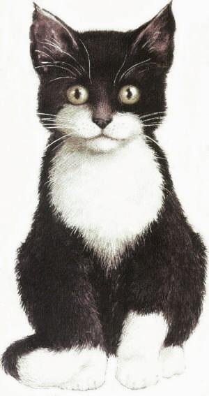 Чёрный кот с белой грудкой рисунок