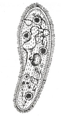 Инфузория туфелька