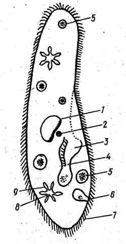 Анатомия инфузории туфельки