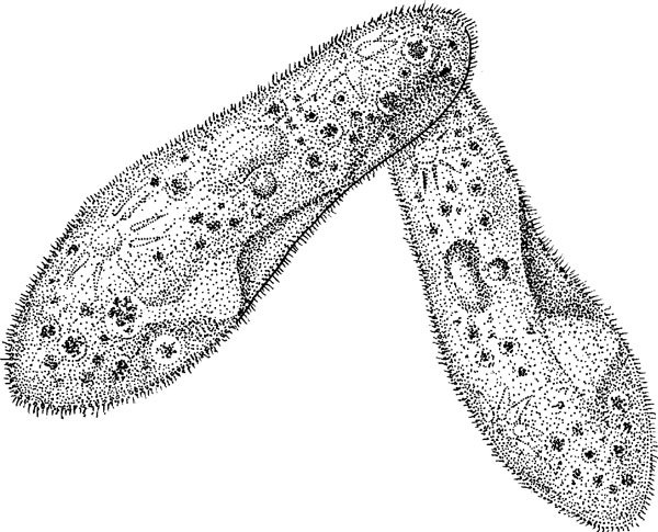 Модель инфузории туфельки