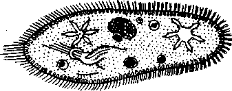 Инфузория туфелька строение реснички