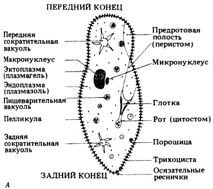 Строение инфузории ЕГЭ