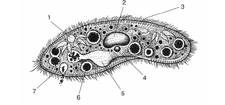 Реснички у одноклеточных