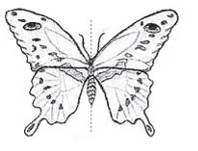 Осевая симметрия бабочка