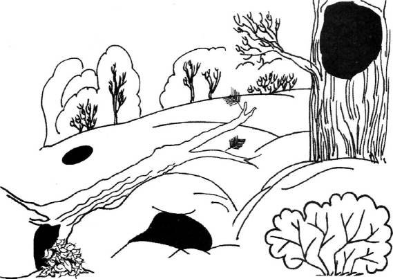 Берлога раскраска