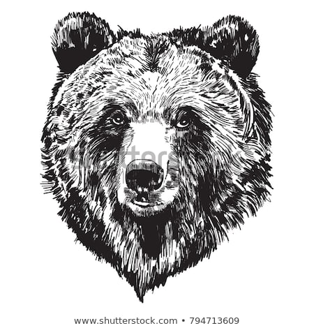 Контур морды медведя