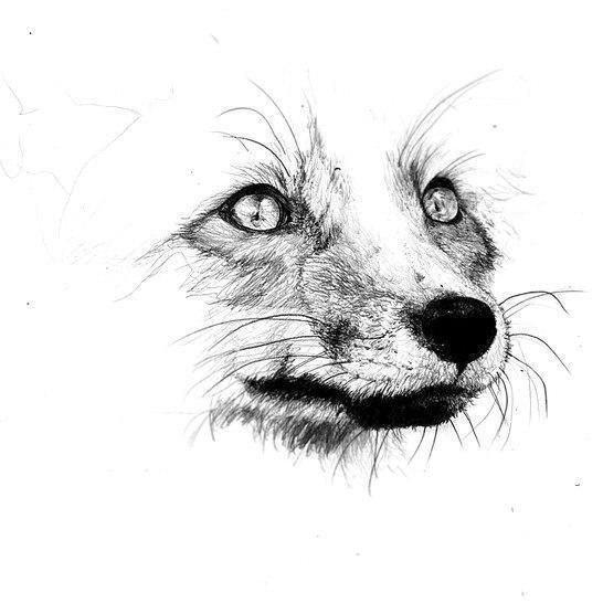 Мордочка лисы эскиз