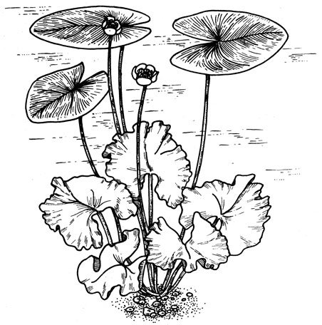 Кувшинка кубышка подводные корни