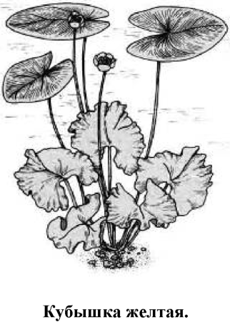 Кубышка жёлтаяраскраска