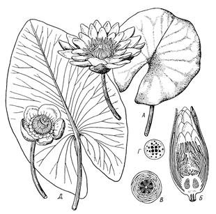 Семейство кувшинковые плод