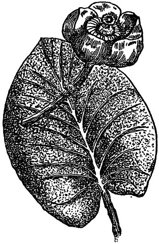 Кубышка желтая раскраска