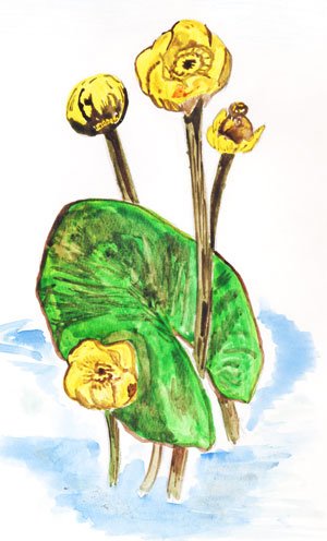 Кубышка Ботаническая иллюстрация