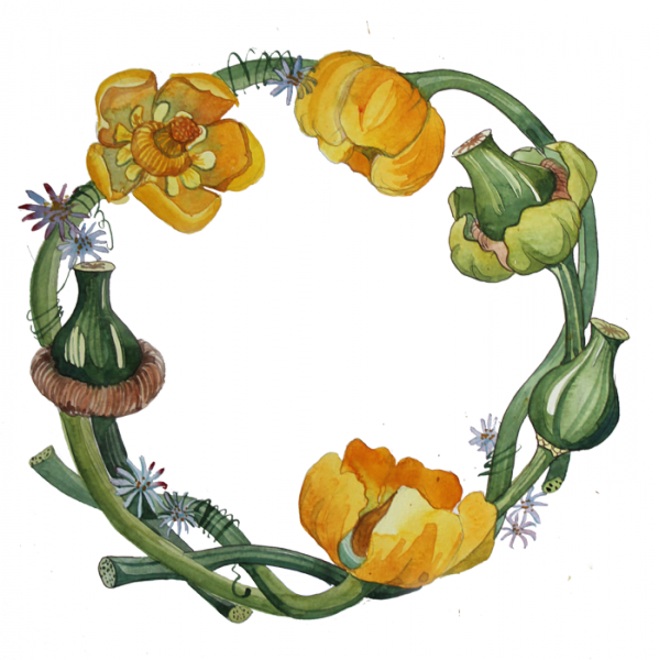 Кубышка желтая черно белый рисунок (38 фото)