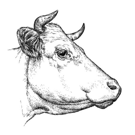 Морда коровы в профиль