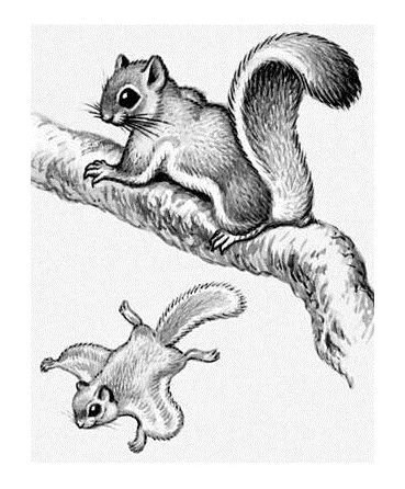 Белка летяга