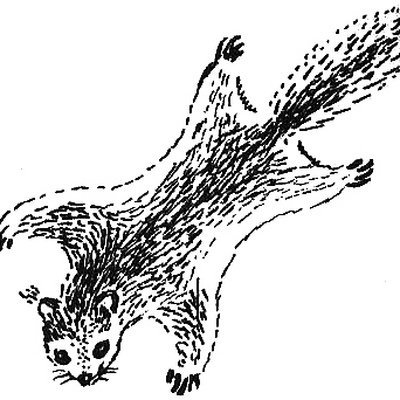 Летяга раскраска