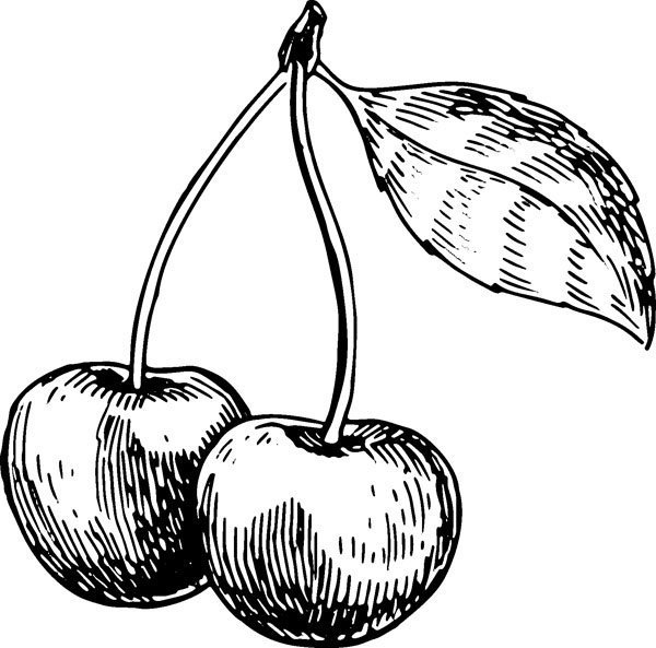 Вишня эскиз