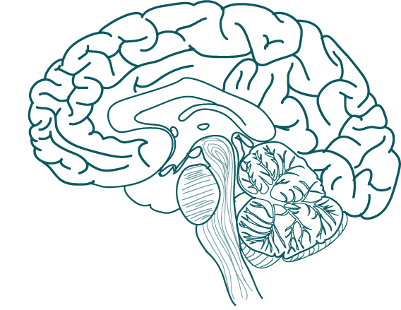 Головной мозг для раскрашивания