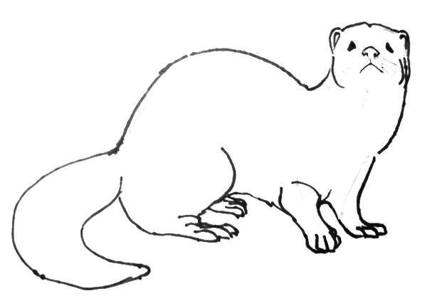 Европейская норка рисунок