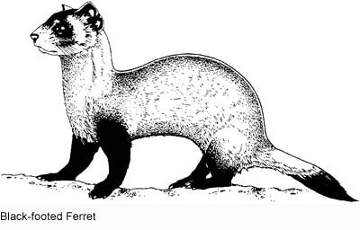 Горностай, животное из семейства хорьковых