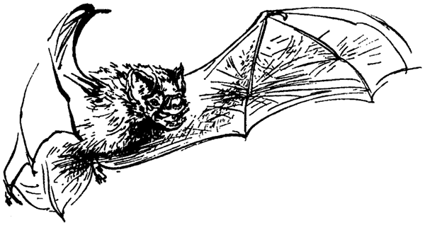 Гигантская вечерница раскраска