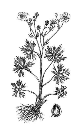 Лютик едкий сорняк