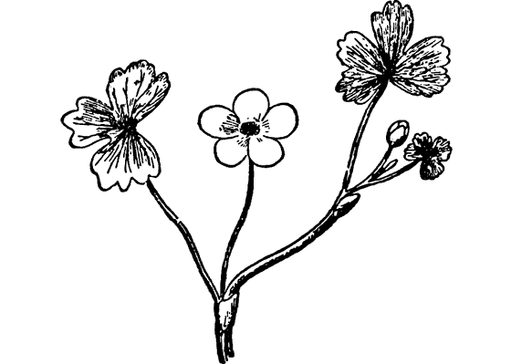 Лютик едкий