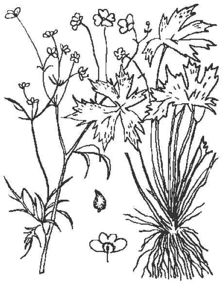 Лютик едкий